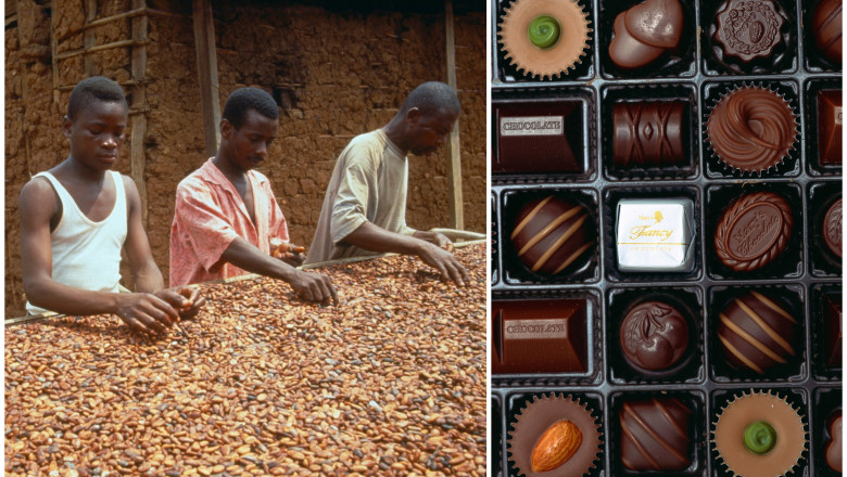 Cea mai mare criza de cacao din ultimii 60 de ani. Cum influenteaza incalzirea globala Ziua Indragostitilor, dar si alte sarbatori Imagine