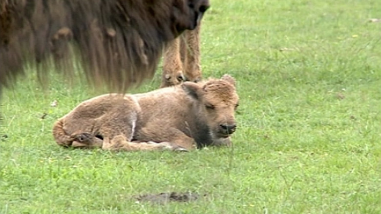 Cea mai mare ferma de bizoni din Europa se deschide in Cluj Imagine