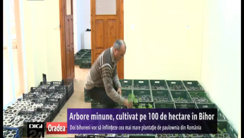 Cea mai mare plantatie de Paulownia, arbore care creste 20 de metri in trei ani, a fost amenajata in Bihor Imagine