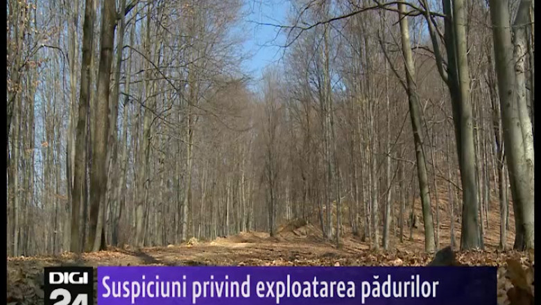 Cearta pe lemne de foc intr-o comuna din Bihor Imagine