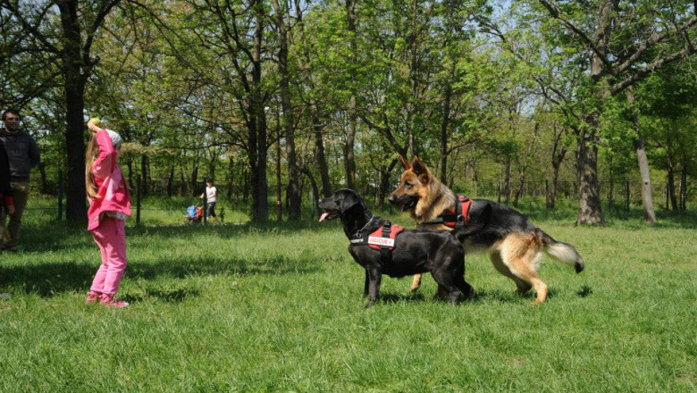 Cei mai buni caini de salvare din Romania participa la Campionatul Mondial al Echipelor Canine din Italia Imagine