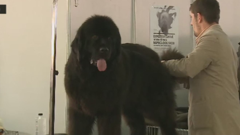 Cei mai frumosi caini Imagine