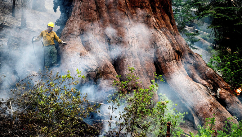 Cei mai mari copaci din lume sunt in pericol. Incendiul din California se extinde amenintator spre padurea de sequoia din Yosemite Imagine