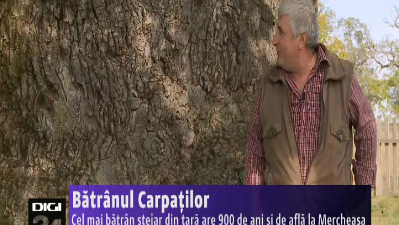 Cel mai batran stejar din tara are 900 de ani si de afla la Mercheasa Imagine