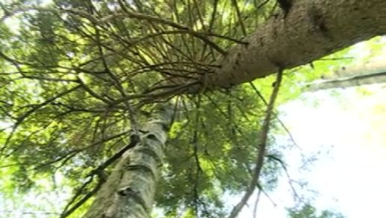 Cel mai inalt brad din Romania are 63 de metri Imagine