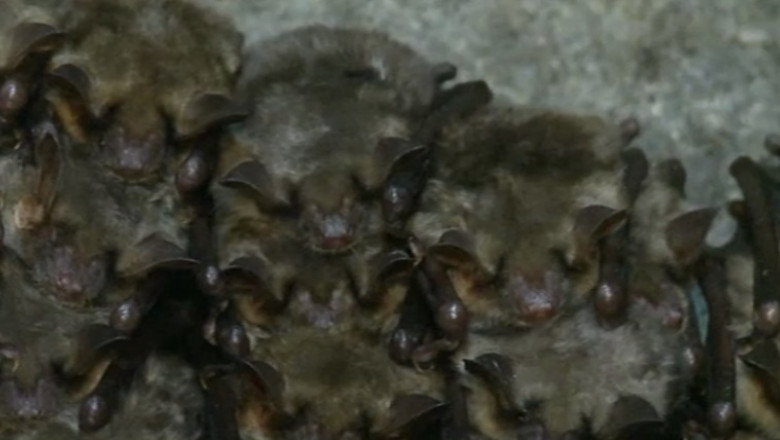 Cel mai mare adapost artificial pentru lilieci din Europa se afla in Polonia Imagine