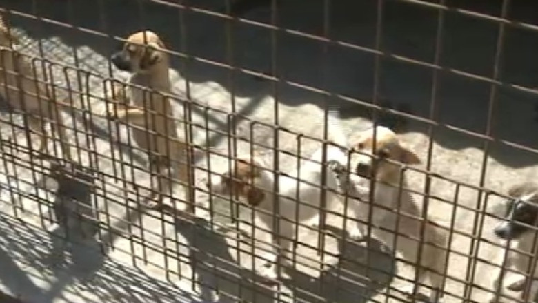 Cel mai mare adapost de caini. Smeura, un adapost de Cartea Recordurilor Imagine