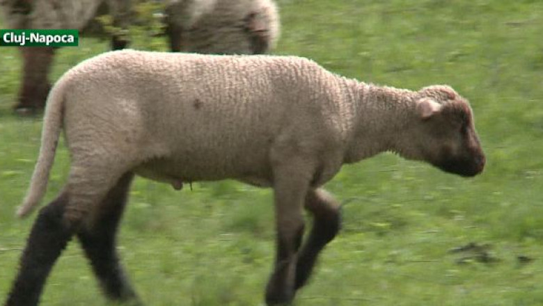 Cel mai mare miel din Romania. Un clujean vrea sa omologheze Mielul de Carne Transilvan Imagine