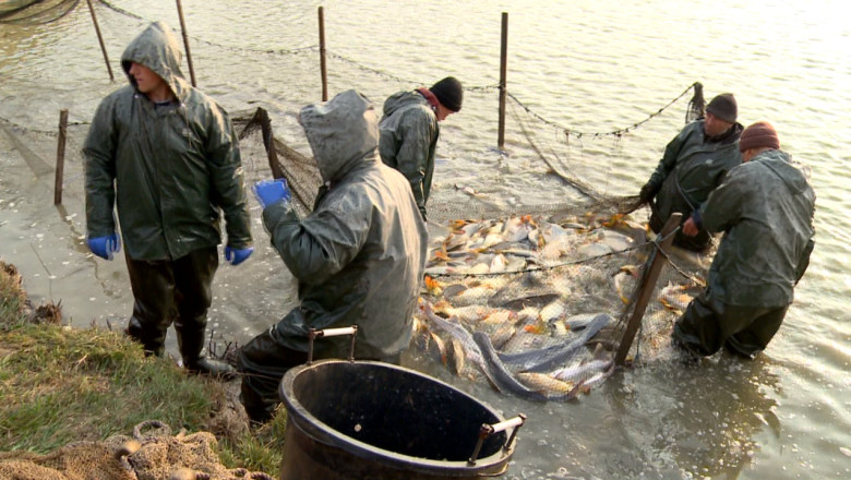 Cel mai mare producator de sturioni din Romania se afla la Iasi Imagine