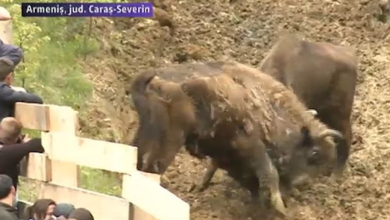 Cel mai mare transport de zimbri din Europa. Animalele au o noua casa, o padure de langa Armenis Imagine