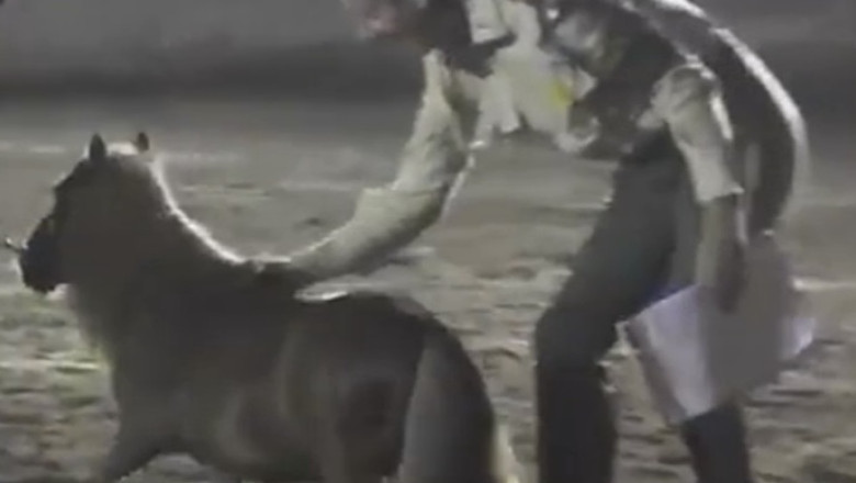 Cel mai mic ponei din lume, rapit de mafia italiana Imagine