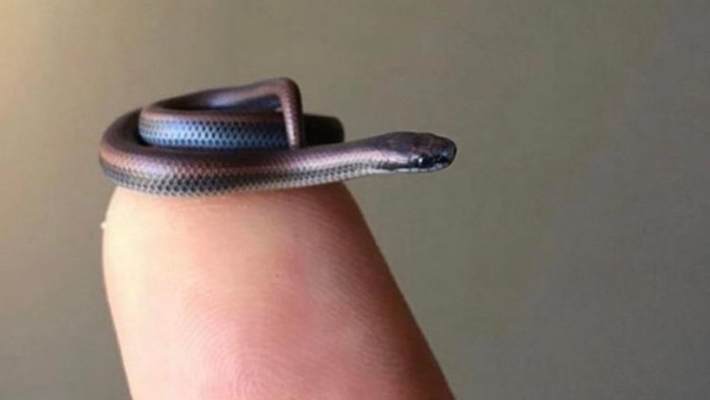 Cel mai mic sarpe din lume, redescoperit dupa 20 de ani de la ultima aparitie. Barbados threadsnake masoara 10 cm Imagine