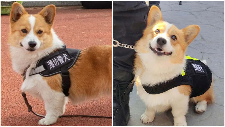Cel mai popular ofiter de politie din China este un Corgi. Pufosul si neinfricatul caine politist a furat inima internautilor Imagine