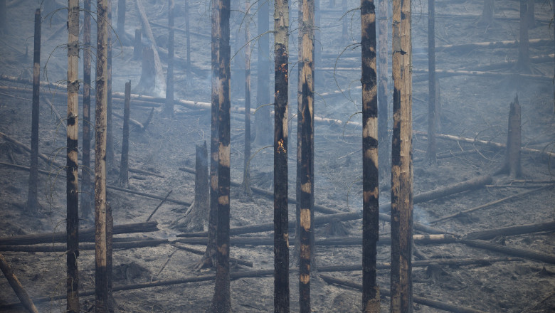 Cel mai puternic incendiu din istoria Cehiei a ars deja 1.000 de hectare si se tot extinde. Focul ar fi izbucnit dintr-o neglijenta Imagine