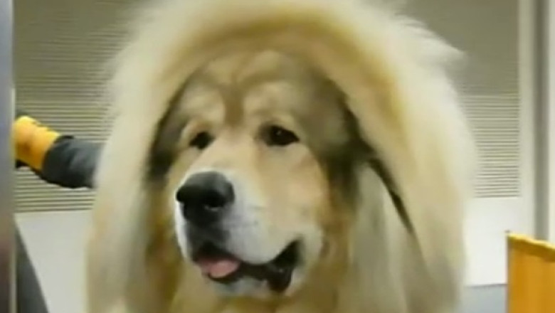 Cel mai scump caine din lume. Un mastiff tibetan a fost cumparat cu doua milioane de dolari Imagine