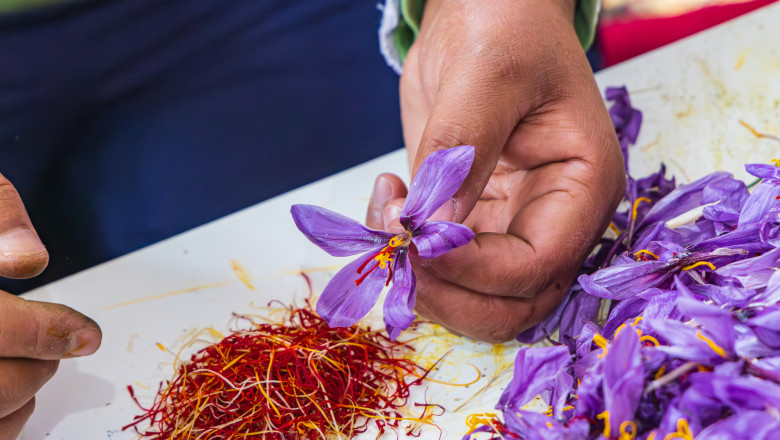 Cel mai scump condiment din lume este cultivat si in Romania. Un singur gram de „aur rosu” este obtinut din 150 de flori Imagine