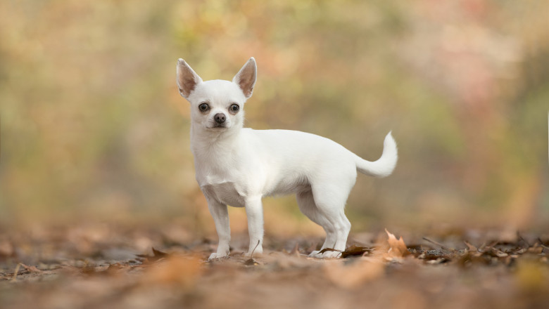 Cel mai scund catel din lume este un chihuahua si are doar 9,11 centimetri inaltime Imagine