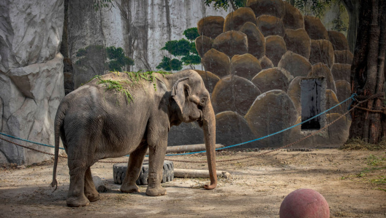 „Cel mai trist elefant din lume” a murit. A trait complet singur in ultimii 46 ani Imagine