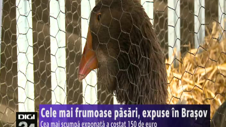 Cele mai frumoase pasari, expuse in Brasov Imagine