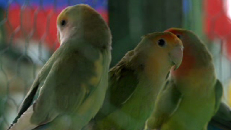 Cele mai frumoase pasari si iepuri din rase rare din crescatoriile Moldovei, la expozitie in Iasi Imagine