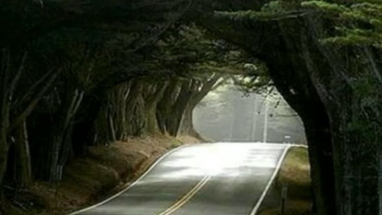 Cele mai reusite tuneluri si arcade de vegetatie din lume Imagine