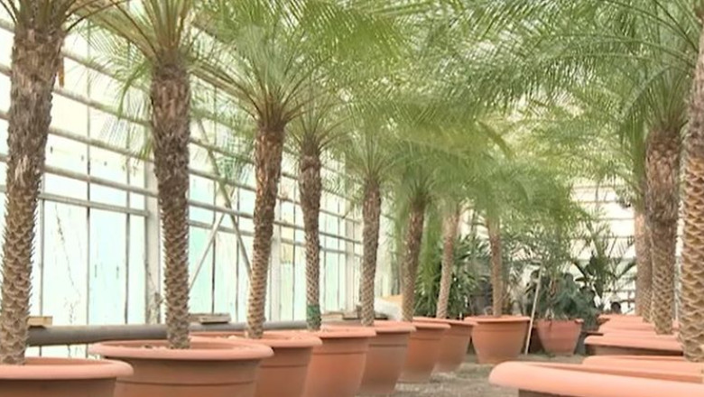 Celebrii palmieri din Timisoara petrec Craciunul in sera  Imagine