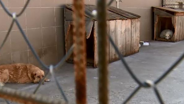 Centrul de ecarisaj din Cluj-Napoca, extins Imagine