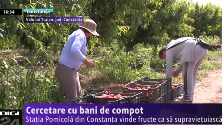 Cercetare cu bani de compot. Statia Pomicola din Constanta vinde fructe ca sa supravietuiasca Imagine