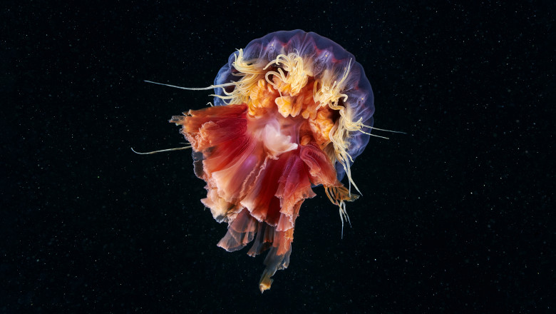 Cercetatorii spanioli au descifrat codul genetic al „meduzei nemuritoare”, creatura capabila sa revina la stadiul de larva la infinit Imagine