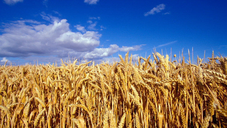 Chesnoiu: Romania este departe de o criza alimentara. Chiar si in cel mai secetos an, fermierii au reusit sa asigure necesarul de grau Imagine