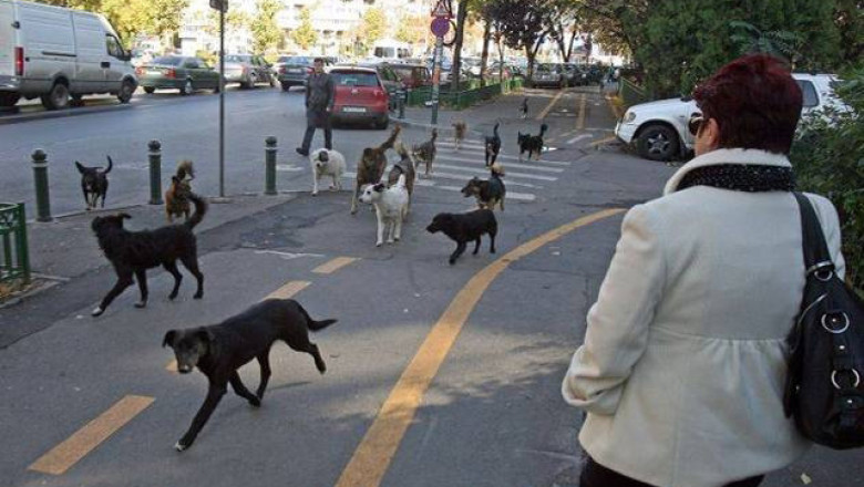 Cheta pentru cainii fara stapan. Peste o suta de constanteni au adoptat deja caini la distanta Imagine