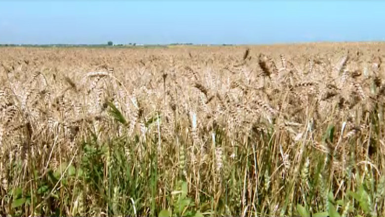 Chiar si cu productie record de grau, agricultorii se tem ca nu-si vor amortiza nici macar investitia facuta in toamna  Imagine