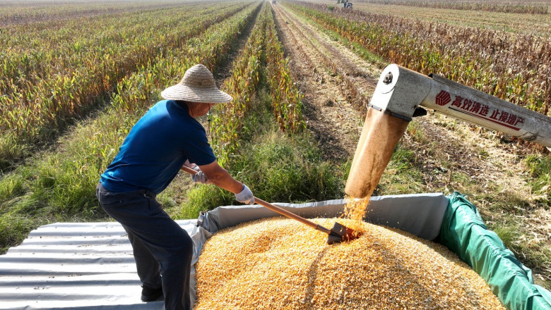 China isi extinde culturile modificate genetic cu soia si porumb Imagine
