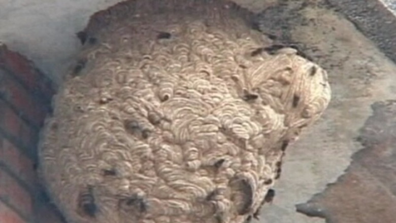 China, supusa unui atac neobisnuit. 41 de oameni au murit dupa ce au fost intepati de viespi Imagine