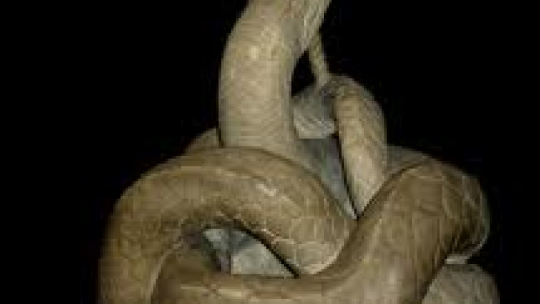 Chinezii cer, noi nu dam. Sarpele Glykon nu pleaca din Muzeul de Arheologie nici cu imprumut Imagine