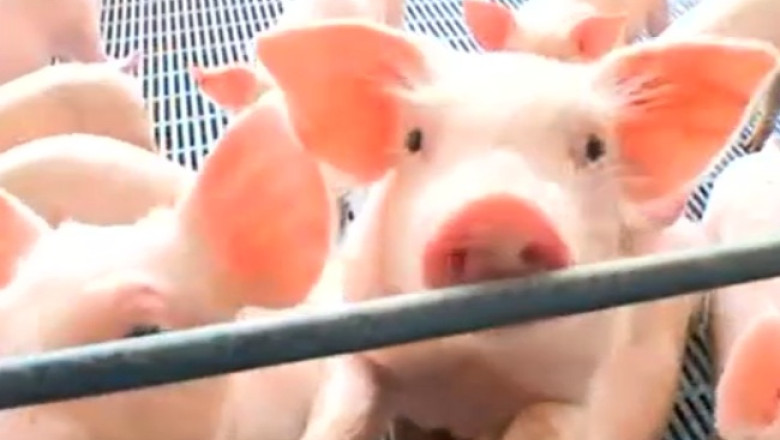 Chinezii de la Shuanghui Group preiau compania americanilor de la Smithfield Imagine