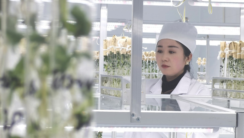 Chinezii incearca sa obtina soiuri noi de cartofi in spatiu. Tin tuberculii pe orbita si ii cultiva pe Pamant Imagine