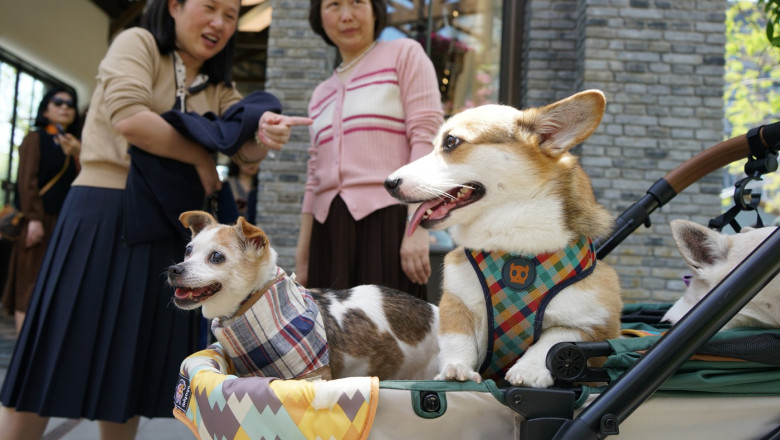 Chinezii prefera sa creasca animale de companie in loc de copii, o problema care da dureri de cap la Beijing Imagine