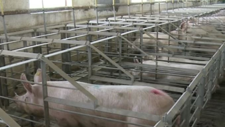 Chinezii vor sa cumpere anual milioane de porci, oi si vite din fermele romanesti Imagine