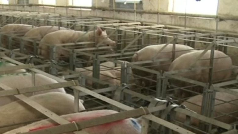 Chinezii vor sa cumpere produse din carne de un miliard de euro. Mai mult decat poate Romania oferi Imagine