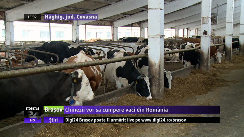 Chinezii vor sa cumpere vaci din Romania  Imagine