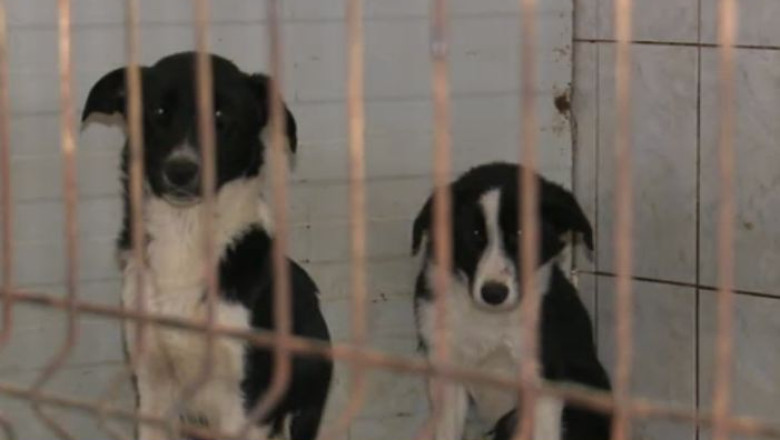 Chisinau. Primarul cere o campanie mai activa de eutanasiere a cainilor fara stapan Imagine