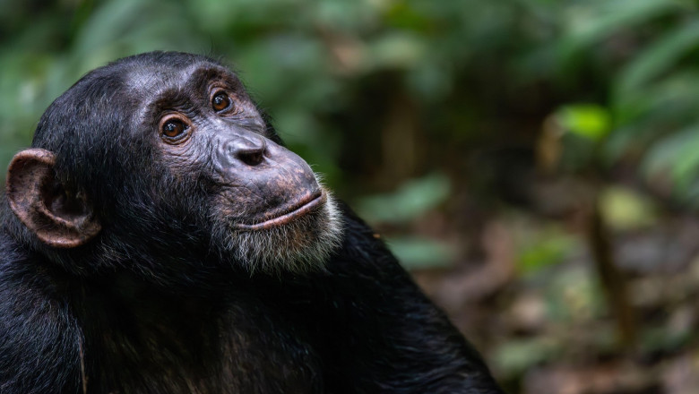 Cimpanzeii gandesc ca oamenii: renunta la convingerile vechi atunci cand apar dovezi noi care le schimba parerea Imagine