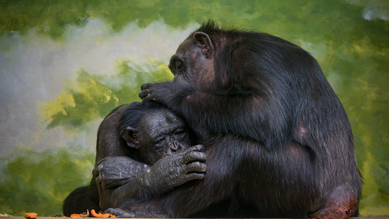 Cimpanzeii, surprinsi in timp ce isi acorda primul ajutor unii altora. „Folosesc plante medicinale si ofera ingrijire celorlalti” Imagine