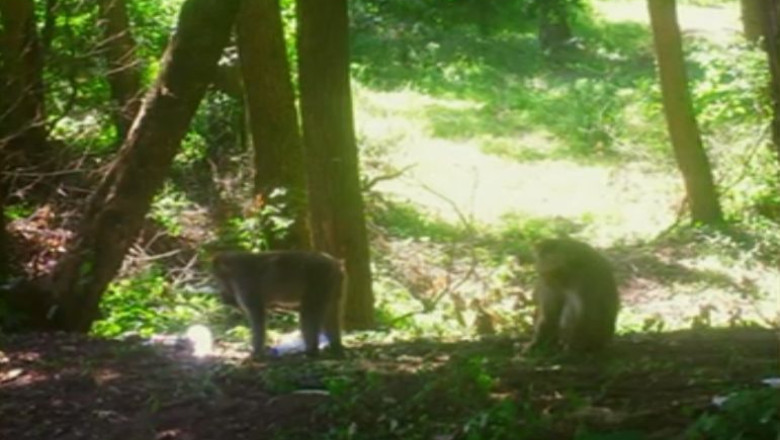 Cinci maimute au evadat de la Gradina Zoologica din Targu Mures Imagine