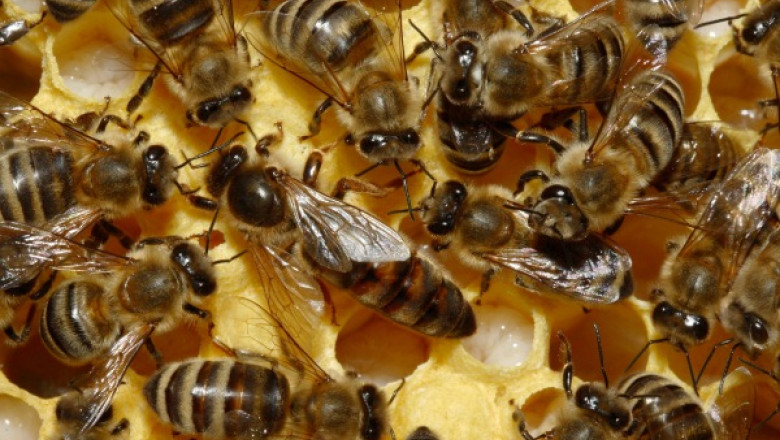 Cinci oameni au fost atacati de albine in Prahova. Doi sunt in soc anafilactic Imagine