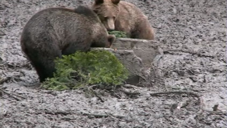 Cinci ursi au intrat in localitatea Baile Tusnad Imagine