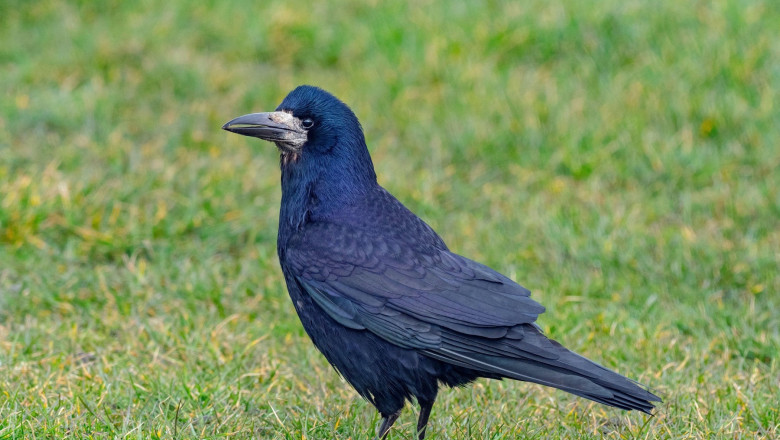 Cioara de semanatura ar putea fi vanata tot anul. Proiect depus de PSD pe modelul reducerii numarului de cormorani Imagine