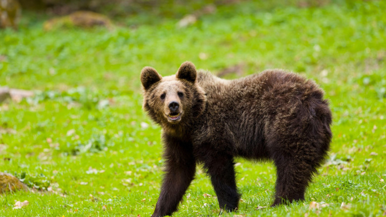 Cioban fugarit de urs in Muntii Fagaras. Barbatul a fost ranit la picior si a fost preluat de salvamontisti Imagine