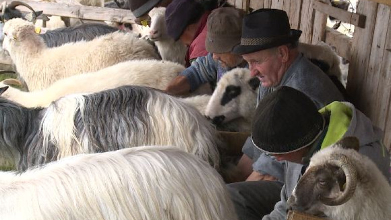 Ciobanii din Carpati, scoliti in Alpii Elvetieni Imagine